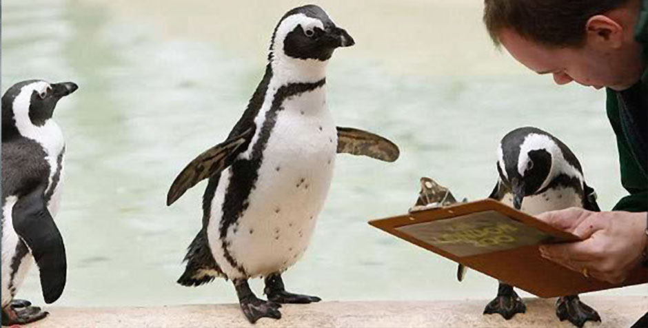 sign_penguins